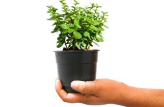 Nayra Live Button Jade Plant Indoor Plant with Black nursery Pot |Small Plant With Pot